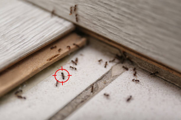Best Emergency Pest Control  in Caro, MI